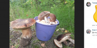 В петербургском парке Сосновка женщина нашла огромный гриб 